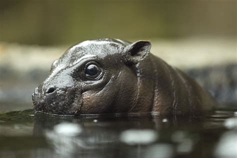Every time you swipe or insert your card, you risk encountering a skimmer — a sneaky device that can steal your credit card's info. Here's how to spot credit card skimmers and avoid them. Jenna Wingate, senior hippo keeper of the Cincinnati Zoo, joins TODAY with an update on their new baby hippo. The adorable little guy or girl, who has …